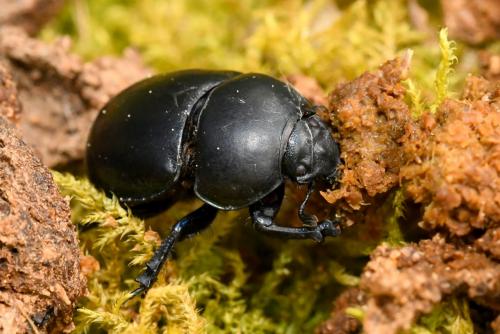 Réf. 204 105 : Trypocopris pyrenaeus
